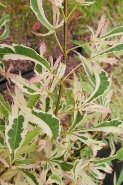 Hana Tsukasa Japanese Maple - 3 Gallon Pot (4-5') -SHRUBS and BUSHES Shop acer palmatum hana tsukasa japanese maple 3 1