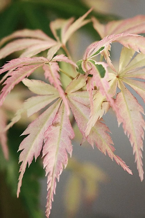 Hana Tsukasa Japanese Maple - 3 Gallon Pot (2-3') 3 Hana Tsukasa Japanese Maple - 3 Gallon Pot (2-3')