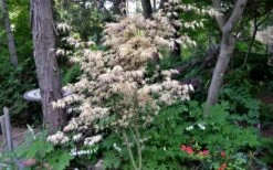 Hana Tsukasa Japanese Maple - 3 Gallon Pot (4-5') -SHRUBS and BUSHES Shop acer palmatum hana tsukasa japanese maple 7 1