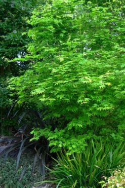 Hogyoku Japanese Maple - 3 Gallon Pot -SHRUBS and BUSHES Shop acer palmatum hogyoku japanese maple 2