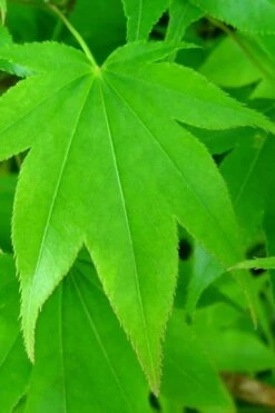 Hogyoku Japanese Maple - 1 Gallon Pot -SHRUBS and BUSHES Shop acer palmatum hogyoku japanese maple 4 1