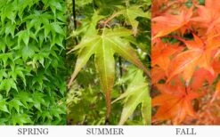 Hogyoku Japanese Maple - 1 Gallon Pot -SHRUBS and BUSHES Shop acer palmatum hogyoku japanese maple 6 1