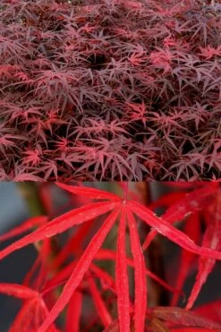 Hubb's Red Willow Japanese Maple - 3 Gallon Pot 12 Hubb's Red Willow Japanese Maple - 3 Gallon Pot -SHRUBS and BUSHES Shop acer palmatum hubbs red willow japanese maple 1
