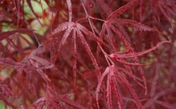 Hubb's Red Willow Japanese Maple - 3 Gallon Pot 13 Hubb's Red Willow Japanese Maple - 3 Gallon Pot -SHRUBS and BUSHES Shop acer palmatum hubbs red willow japanese maple 3