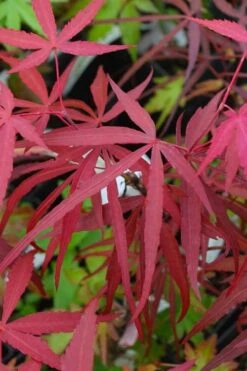 Hubb's Red Willow Japanese Maple - 3 Gallon Pot 11 Hubb's Red Willow Japanese Maple - 3 Gallon Pot -SHRUBS and BUSHES Shop acer palmatum hubbs red willow japanese maple 4