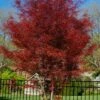 Hubb's Red Willow Japanese Maple - 3 Gallon Pot 2 Hubb's Red Willow Japanese Maple - 3 Gallon Pot -SHRUBS and BUSHES Shop acer palmatum hubbs red willow japanese maple 5