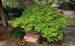 Kiyohime Spreading Japanese Maple - 2 Gallon Pot -SHRUBS and BUSHES Shop acer palmatum kiyohime dwarf japanese maple 11