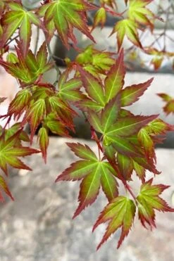 Kiyohime Spreading Japanese Maple - 2 Gallon Pot -SHRUBS and BUSHES Shop acer palmatum kiyohime dwarf japanese maple 4