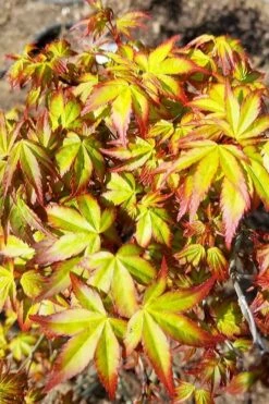 Kiyohime Spreading Japanese Maple - 2 Gallon Pot -SHRUBS and BUSHES Shop acer palmatum kiyohime dwarf japanese maple 6