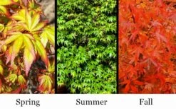 Kiyohime Spreading Japanese Maple - 2 Gallon Pot -SHRUBS and BUSHES Shop acer palmatum kiyohime dwarf japanese maple 7