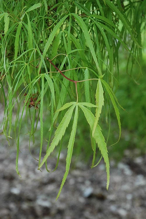 Koto No Ito Japanese Maple - 1 Gallon Pot 7 Koto No Ito Japanese Maple - 1 Gallon Pot - Image 5