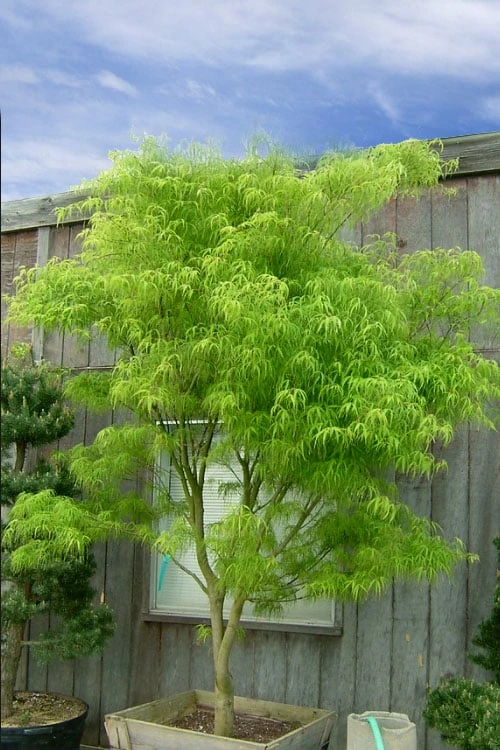 Koto No Ito Japanese Maple - 1 Gallon Pot 10 Koto No Ito Japanese Maple - 1 Gallon Pot - Image 8