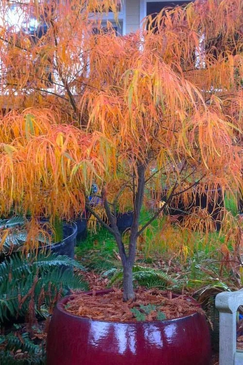 Koto No Ito Japanese Maple - 1 Gallon Pot 8 Koto No Ito Japanese Maple - 1 Gallon Pot - Image 6