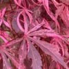 Lileeanne's Jewel Pink Leaf Japanese Maple - 1 Gallon Pot -SHRUBS and BUSHES Shop acer palmatum lileeannes jewel 5 1