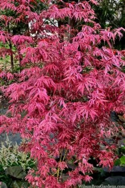 Lileeanne's Jewel Pink Leaf Japanese Maple - 1 Gallon Pot -SHRUBS and BUSHES Shop acer palmatum lileeannes jewel 6 1