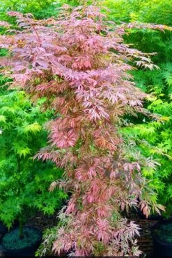 Lileeanne's Jewel Pink Leaf Japanese Maple - 3 Gallon Pot -SHRUBS and BUSHES Shop acer palmatum lileeannes jewel 7