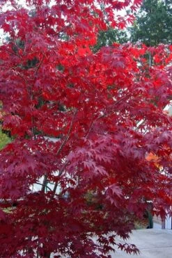 Moonfire Japanese Maple - 5 Gallon Pot -SHRUBS and BUSHES Shop acer palmatum moonfire japanese maple 2