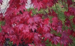 Moonfire Japanese Maple - 5 Gallon Pot -SHRUBS and BUSHES Shop acer palmatum moonfire japanese maple 3