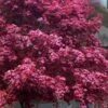 Moonfire Japanese Maple - 5 Gallon Pot 2 Moonfire Japanese Maple - 5 Gallon Pot -SHRUBS and BUSHES Shop acer palmatum moonfire japanese maple 8
