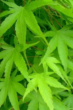 Pine Bark Japanese Maple (Acer Palmatum 'Nishiki Gawa) - 5 Gallon Pot 17 Pine Bark Japanese Maple (Acer Palmatum 'Nishiki Gawa) - 5 Gallon Pot -SHRUBS and BUSHES Shop acer palmatum nishiki gawa pine bark japanese maple 4