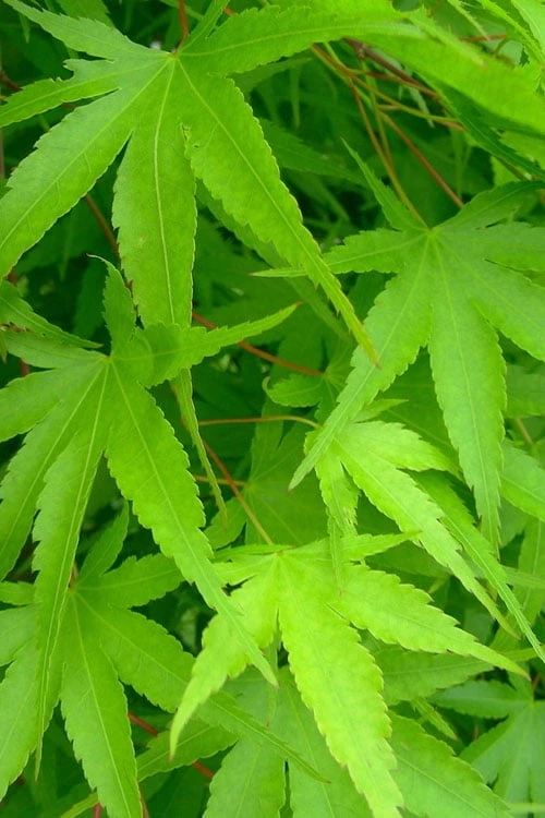 Pine Bark Japanese Maple (Acer Palmatum 'Nishiki Gawa) - 5 Gallon Pot 10 Pine Bark Japanese Maple (Acer Palmatum 'Nishiki Gawa) - 5 Gallon Pot - Image 8