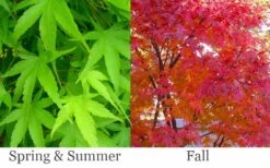Pine Bark Japanese Maple (Acer Palmatum 'Nishiki Gawa) - 5 Gallon Pot 13 Pine Bark Japanese Maple (Acer Palmatum 'Nishiki Gawa) - 5 Gallon Pot -SHRUBS and BUSHES Shop acer palmatum nishiki gawa pine bark japanese maple 6
