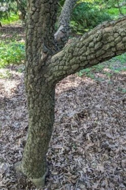 Pine Bark Japanese Maple (Acer Palmatum 'Nishiki Gawa) - 5 Gallon Pot 14 Pine Bark Japanese Maple (Acer Palmatum 'Nishiki Gawa) - 5 Gallon Pot -SHRUBS and BUSHES Shop acer palmatum nishiki gawa pine bark japanese maple 8