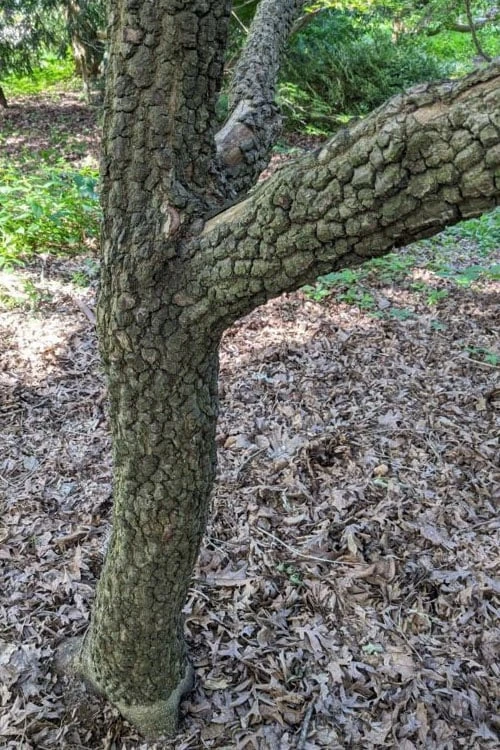 Pine Bark Japanese Maple (Acer Palmatum 'Nishiki Gawa) - 5 Gallon Pot 7 Pine Bark Japanese Maple (Acer Palmatum 'Nishiki Gawa) - 5 Gallon Pot - Image 5