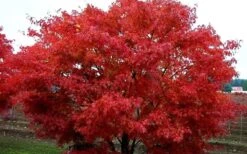 Pine Bark Japanese Maple (Acer Palmatum 'Nishiki Gawa) - 5 Gallon Pot 16 Pine Bark Japanese Maple (Acer Palmatum 'Nishiki Gawa) - 5 Gallon Pot -SHRUBS and BUSHES Shop acer palmatum nishiki gawa pine bark japanese maple 9