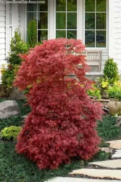Red Filigree Lace Weeping Japanese Maple - 2 Gallon Pot 19 Red Filigree Lace Weeping Japanese Maple - 2 Gallon Pot -SHRUBS and BUSHES Shop acer palmatum red filigree japanese maple 10 1