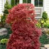 Red Filigree Lace Weeping Japanese Maple - 2 Gallon Pot 1 Red Filigree Lace Weeping Japanese Maple - 2 Gallon Pot -SHRUBS and BUSHES Shop acer palmatum red filigree japanese maple 10