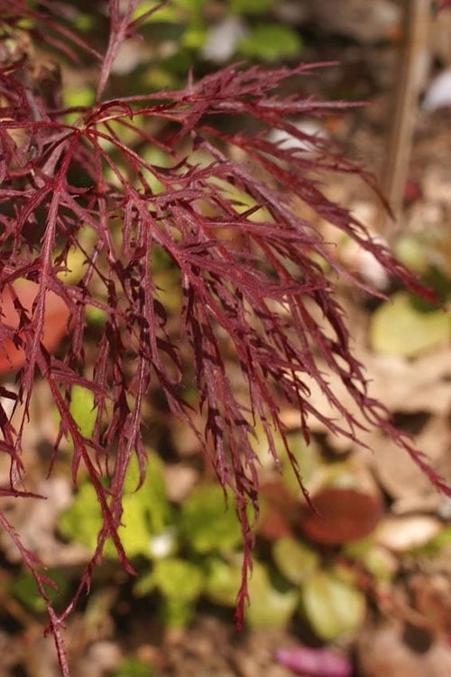 Red Filigree Lace Weeping Japanese Maple - 2 Gallon Pot 8 Red Filigree Lace Weeping Japanese Maple - 2 Gallon Pot - Image 6