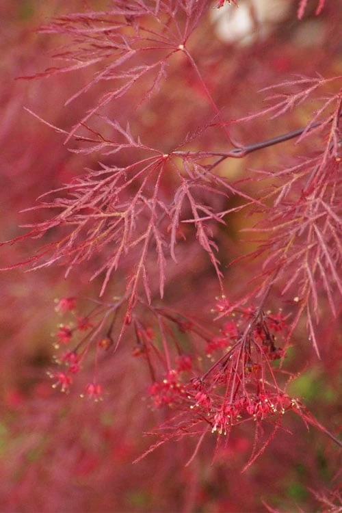 Red Filigree Lace Weeping Japanese Maple - 2 Gallon Pot 7 Red Filigree Lace Weeping Japanese Maple - 2 Gallon Pot - Image 5