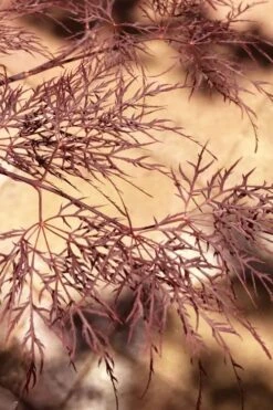 Red Filigree Lace Weeping Japanese Maple - 2 Gallon Pot 17 Red Filigree Lace Weeping Japanese Maple - 2 Gallon Pot -SHRUBS and BUSHES Shop acer palmatum red filigree japanese maple 5