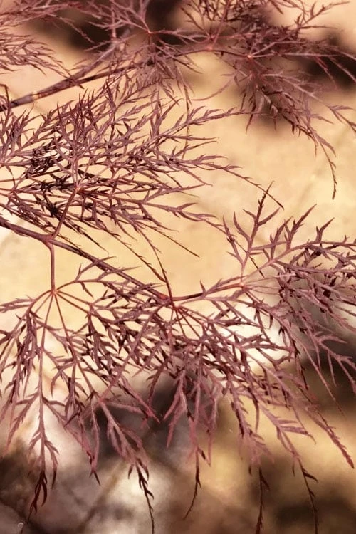 Red Filigree Lace Weeping Japanese Maple - 2 Gallon Pot 9 Red Filigree Lace Weeping Japanese Maple - 2 Gallon Pot - Image 7