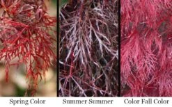 Red Filigree Lace Weeping Japanese Maple - 2 Gallon Pot 14 Red Filigree Lace Weeping Japanese Maple - 2 Gallon Pot -SHRUBS and BUSHES Shop acer palmatum red filigree japanese maple 7