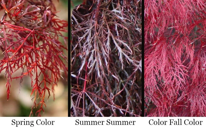 Red Filigree Lace Weeping Japanese Maple - 2 Gallon Pot 6 Red Filigree Lace Weeping Japanese Maple - 2 Gallon Pot - Image 4