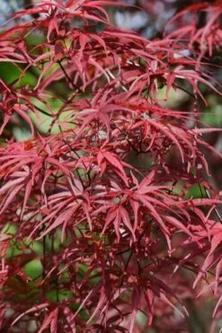 Red Pygmy Japanese Maple - 2 Gallon Pot -SHRUBS and BUSHES Shop acer palmatum red pygmy japanese maple 10