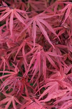 Red Pygmy Japanese Maple - 2 Gallon Pot -SHRUBS and BUSHES Shop acer palmatum red pygmy japanese maple 2