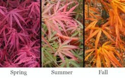 Red Pygmy Japanese Maple - 2 Gallon Pot -SHRUBS and BUSHES Shop acer palmatum red pygmy japanese maple 3