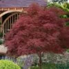 Red Pygmy Japanese Maple - 2 Gallon Pot 1 Red Pygmy Japanese Maple - 2 Gallon Pot -SHRUBS and BUSHES Shop acer palmatum red pygmy japanese maple 6