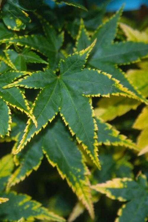 Sagara Nishiki Japanese Maple - 2 Gallon Pot 3 Sagara Nishiki Japanese Maple - 2 Gallon Pot