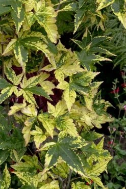 Sagara Nishiki Japanese Maple - 2 Gallon Pot 13 Sagara Nishiki Japanese Maple - 2 Gallon Pot -SHRUBS and BUSHES Shop acer palmatum sagara nishiki japanese maple 7