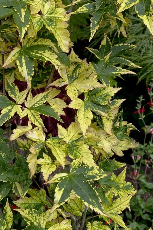Sagara Nishiki Japanese Maple - 2 Gallon Pot 8 Sagara Nishiki Japanese Maple - 2 Gallon Pot - Image 6
