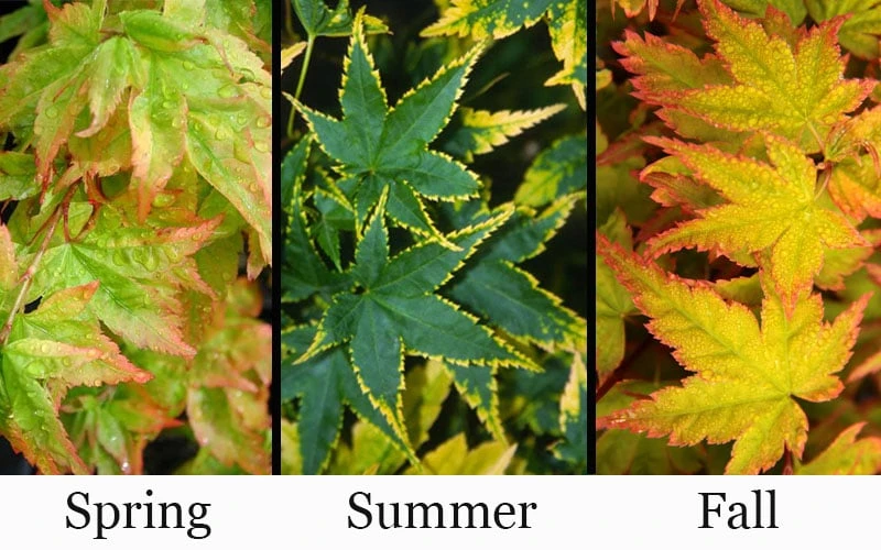 Sagara Nishiki Japanese Maple - 2 Gallon Pot 6 Sagara Nishiki Japanese Maple - 2 Gallon Pot - Image 4