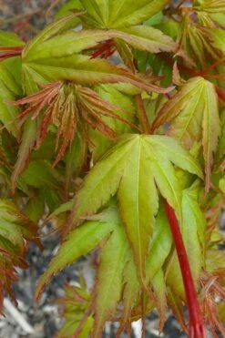 Sekka Yatsubusa Japanese Maple - 3 Gallon Pot 15 Sekka Yatsubusa Japanese Maple - 3 Gallon Pot -SHRUBS and BUSHES Shop acer palmatum sekka yatsubusa japanese maple 1