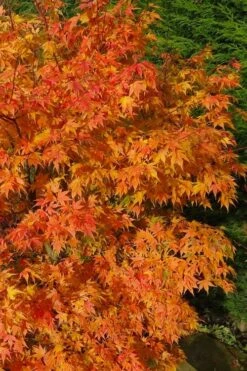 Sekka Yatsubusa Japanese Maple - 3 Gallon Pot 14 Sekka Yatsubusa Japanese Maple - 3 Gallon Pot -SHRUBS and BUSHES Shop acer palmatum sekka yatsubusa japanese maple 3