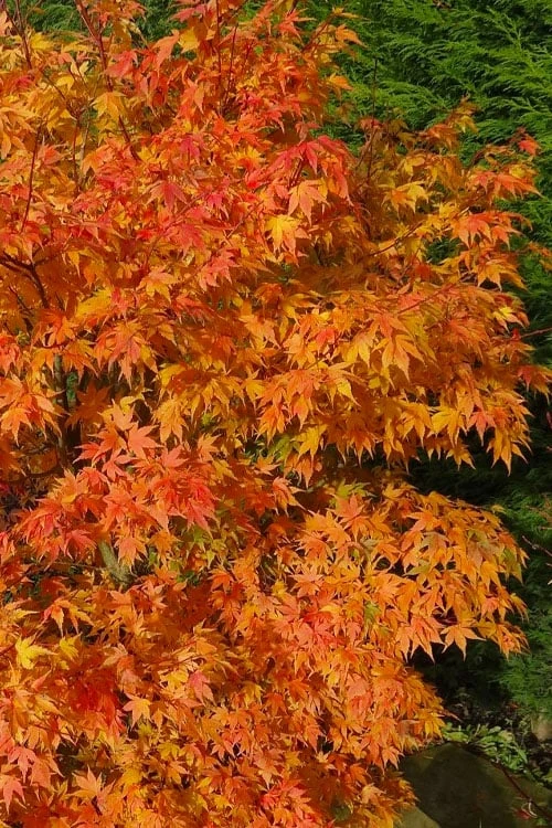 Sekka Yatsubusa Japanese Maple - 3 Gallon Pot 8 Sekka Yatsubusa Japanese Maple - 3 Gallon Pot - Image 6