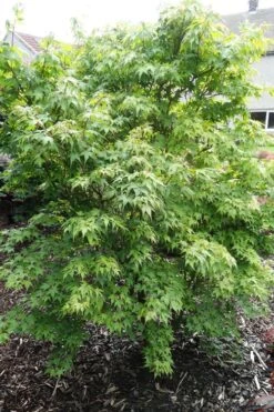 Sekka Yatsubusa Japanese Maple - 3 Gallon Pot 13 Sekka Yatsubusa Japanese Maple - 3 Gallon Pot -SHRUBS and BUSHES Shop acer palmatum sekka yatsubusa japanese maple 4