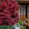 Shaina Dwarf Red Japanese Maple (Single Trunk / Standard) - 3 Gallon Pot 1 Shaina Dwarf Red Japanese Maple (Single Trunk / Standard) - 3 Gallon Pot -SHRUBS and BUSHES Shop acer palmatum shaina japanese maple 11